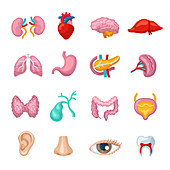 Human organ icons, illustration