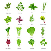 Herbs and leafy vegetables, illustration