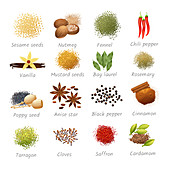 Herbs and spices, illustration