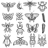 Insects, illustration