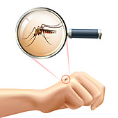 Mosquito disease transmission, illustration