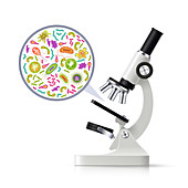 Light microscope, illustration