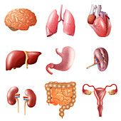 Human organ icons, illustration