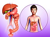 Child's digestive system, illustration