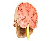 Human brain and skull cross-section, illustration