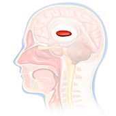 Globus pallidus brain structure, illustration