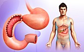 Male stomach and duodenum, illustration