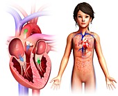 Child's heart chambers, illustration