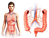 Large intestine and blood vessels, illustration