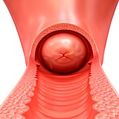 Female vagina and cervix, illustration