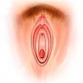 Female genitals, illustration