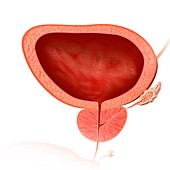 Male bladder and prostate gland, illustration