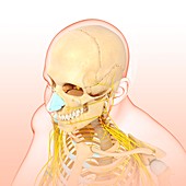 Male head and chest bones and nerves, illustration