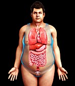 Male body organs, illustration