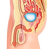 Male urogenital system, illustration