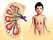 Child's kidney anatomy, illustration