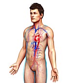 Male heart and blood vessels, illustration