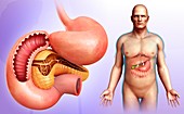 Male stomach, pancreas and duodenum, illustration