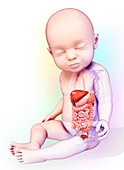 Baby's digestive system, illustration
