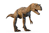 Allosaurus dinosaur, illustration