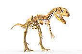 Allosaurus skeleton, illustration