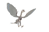 Archaeopteryx skeleton, illustration
