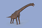 Brachiosaurus dinosaur, illustration