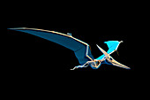 Pteranodon skeleton, illustration
