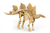 Stegosaurus dinosaur skeleton, illustration