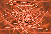 Actinomycete bacteria, illustration