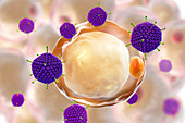 Adenoviruses, illustration