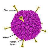 Adenovirus AD-36 and fat cells, illustration