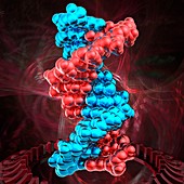 DNA molecule, illustration