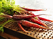 Freshly harvested red carrots with leaves