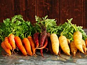 Freshly harvested carrots in three different colours
