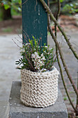 Waxflowers in pot with knitted cover