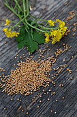 Mustard seeds and flowers on a wooden background