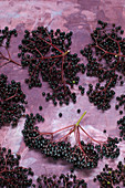 Fresh elderberries on a purple background