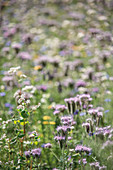 Flowering Phacelia and buckwheat in wild meadow