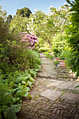 Stone path with steps leading through densely planted summer garden