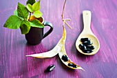 Black beans in an opened pod and next to it on a wooden spoon