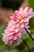 Pink dahlias covered in dewdrops
