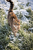 Katze im verschneiten Gras