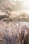 Gefrorene Gräser im Winter