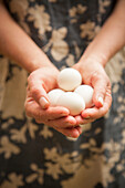Fresh white eggs held in cupped hands