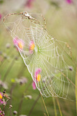Morgentau auf einem Spinnennetz
