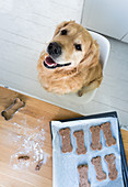 A baking tray of bone-shaped biscuits and a dog sitting in front of the table
