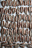 Rows of anchovies on a bed of salt
