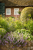 Staudengarten vor reetgedecktem Haus (Ostfriesland, Norddeutschland)