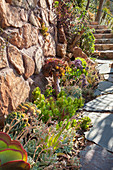 Bed of succulents next to path and stone wall